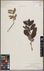 Foto von Salix cinerea L.